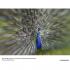 Lensbaby Composer Double Glass for Nikon Объектив Для Зеркального Фотоаппарата Nikon инструкция, поддержка, форум, описание, мануал