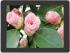 Apple iPad 4 Retina 64Gb Wi-Fi + 3G Black (MD524TU/A) Ipad инструкция, поддержка, форум, описание, мануал