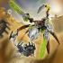 Lego Bionicle Кетар, Тотемное животное Камня (71301) Конструктор инструкция, поддержка, форум, описание, мануал