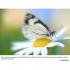 Lensbaby Accessory Kit 78501 Сменная линза инструкция, поддержка, форум, описание, мануал