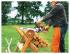 Stihl MS-250 14u0022 11232000843 Бензиновая Цепная Пила инструкция, поддержка, форум, описание, мануал