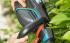 Gardena ComfortCut 60 18V P4A без АКБ и ЗУ (14731-55.000.00) Кусторезы, высоторезы и ножницы инструкция, поддержка, форум, описание, мануал