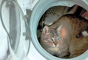 Проблемы, которые создает открытая дверца стиральной машины Фото 4