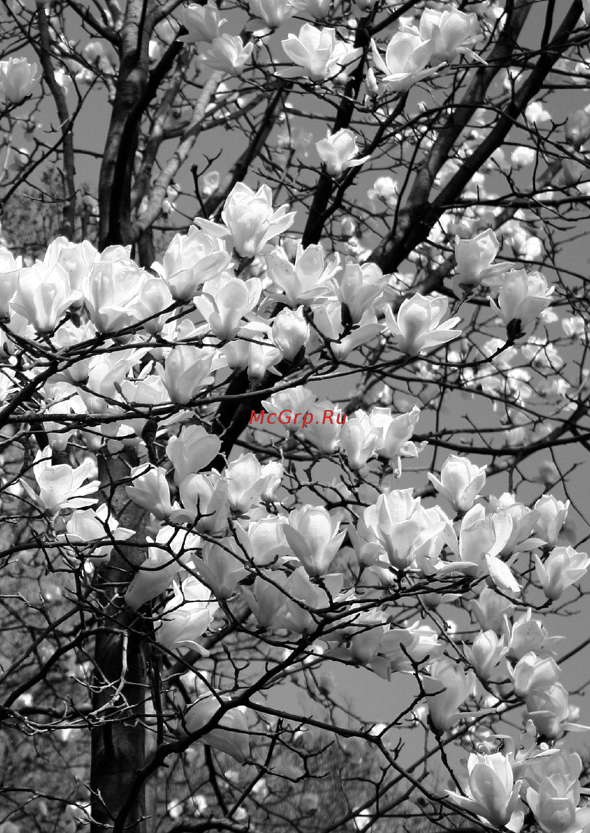 Canon EOS M+18-55IS STM+90EX White Инструкция по эксплуатации онлайн [100/350] 77006