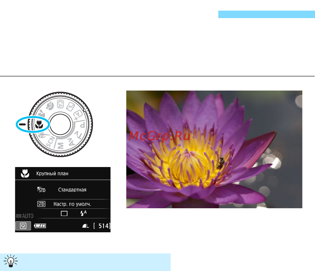 Canon EOS 750D Kit 18-55 IS STM Black [78/416] Съемка крупным планом