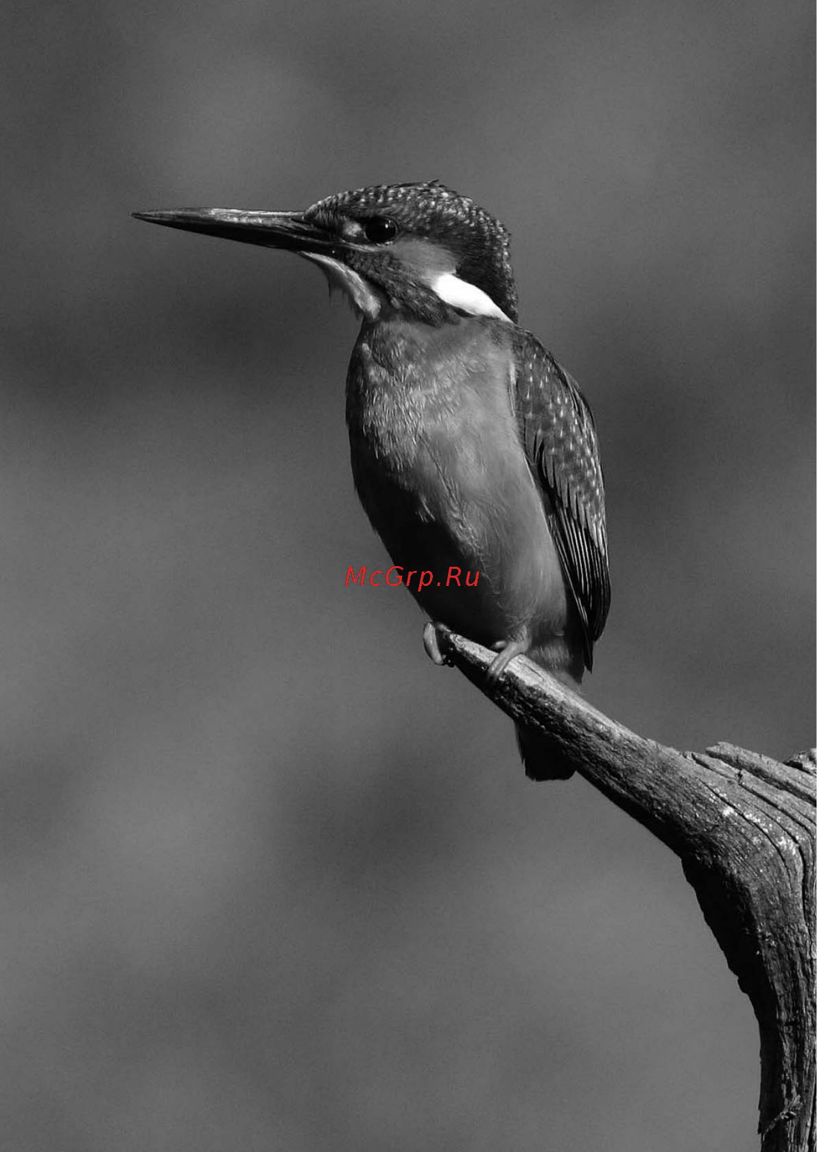 Canon EOS 40D 17-85 + 10-22 Руководство по эксплуатации онлайн [166/196] 430150