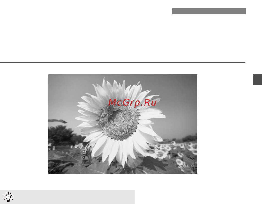 Canon EOS 40D 17-85 + 10-22 [51/196] Съемка крупным планом