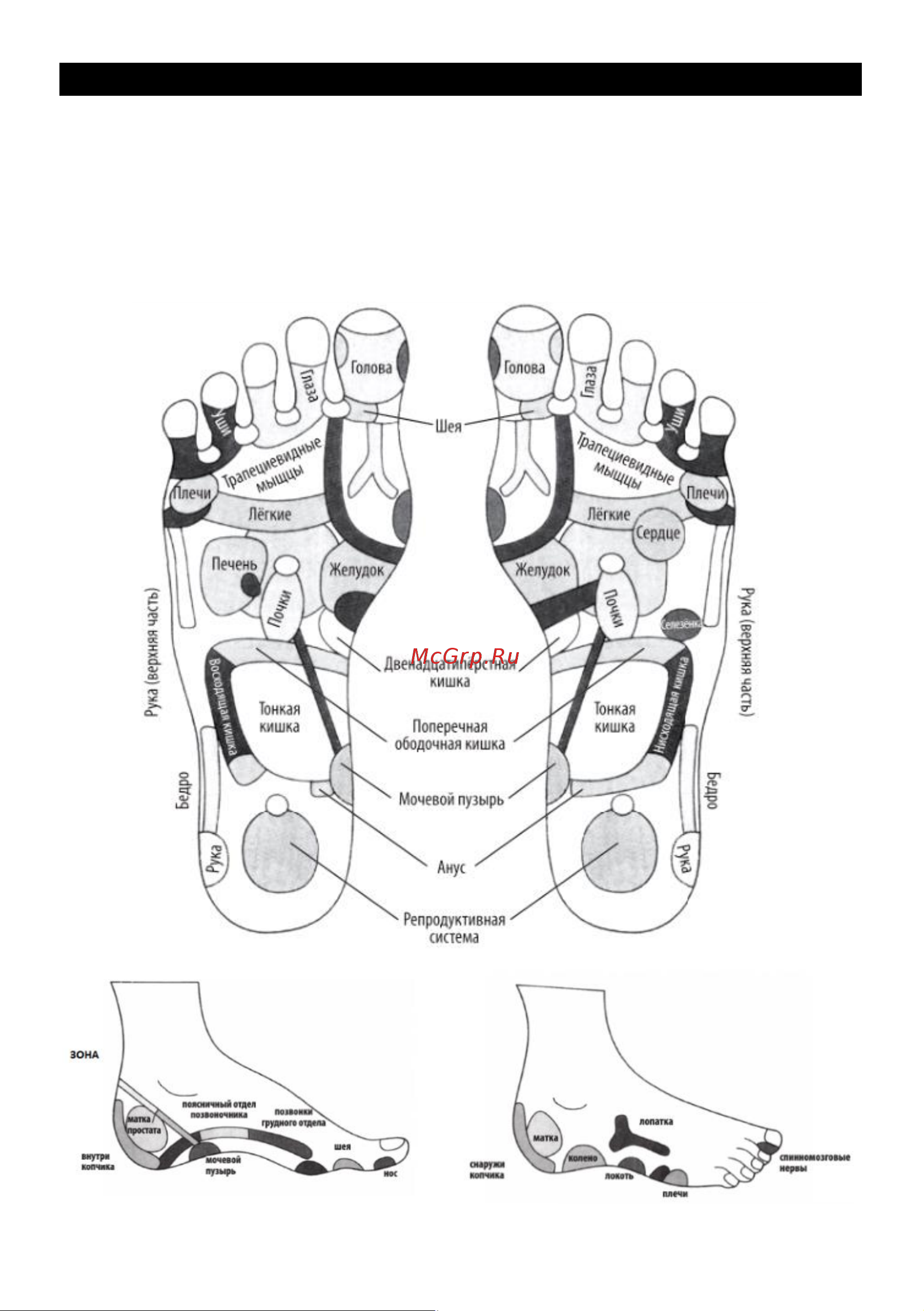 Planta MF-11 [6/15] Рефлексология